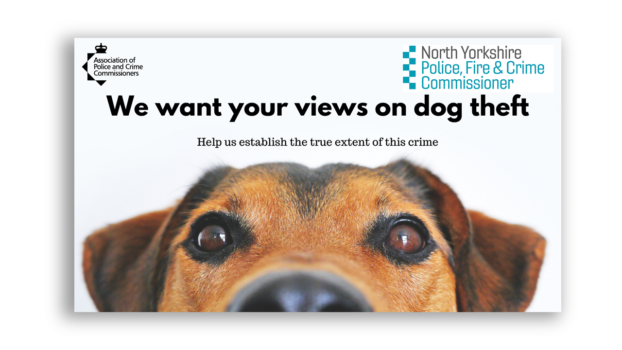 Survey launched to gather views on dog theft in North Yorkshire and